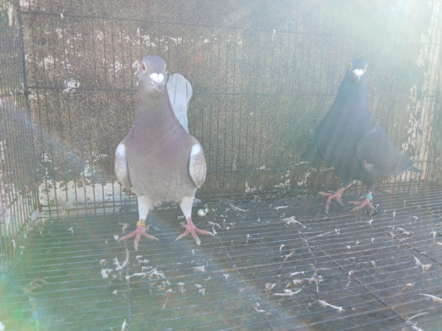 Coloured Racing Pigeons | Birds | Gumtree Australia Blacktown Area ...