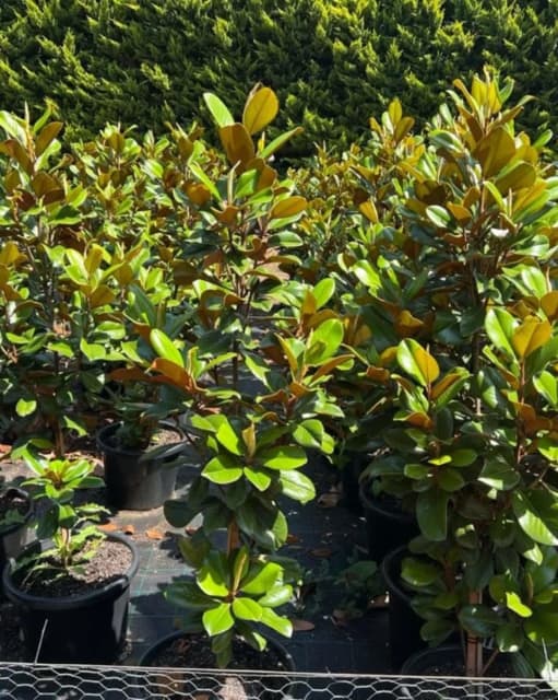 Advanced Magnolia Teddy Bear 40cm Pots Height Approx 1.6 M | Plants ...