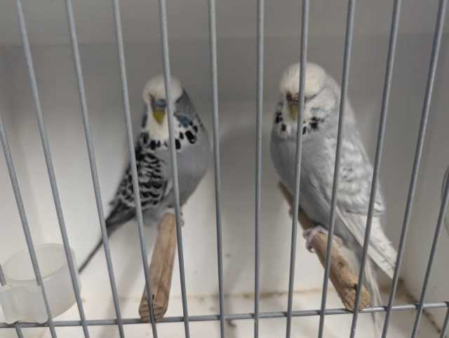 Show Budgies Breeding Pairs $75 - 5 available | Birds | Gumtree ...