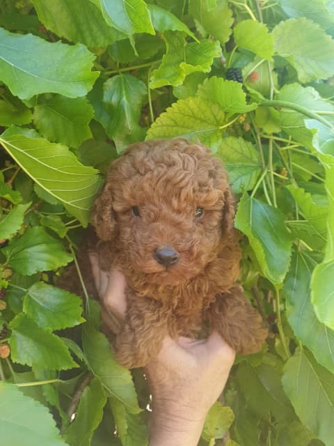 dark red poodle puppies for sale