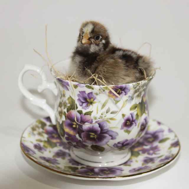 Day old Chicks lots of different breeds to pick from! Livestock