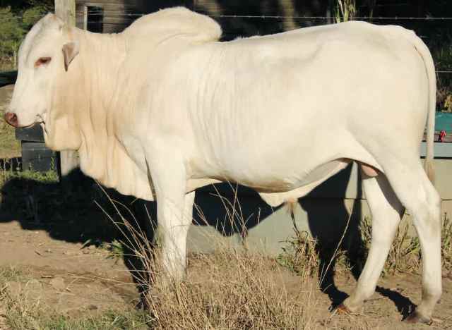 Purebred African Boran bull calf | Livestock | Gumtree Australia Gympie ...