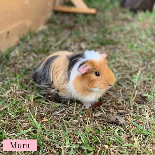 Beautiful Guinea Pigs Waitlist Other Pets Gumtree Australia