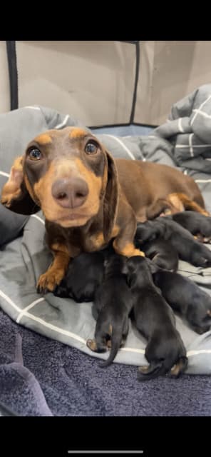 gumtree sausage dogs for sale