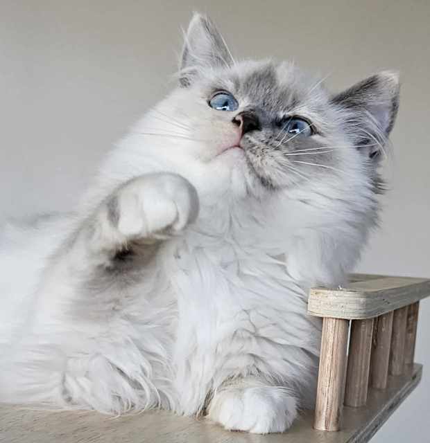 Ragdoll Kittens Registered breeder Cats & Kittens Gumtree
