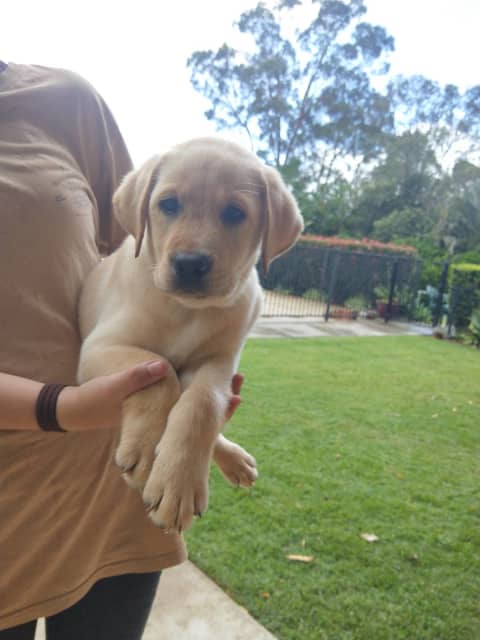 cost of pedigree labrador puppy