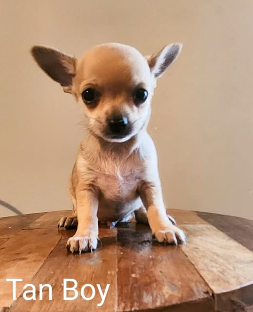 Chihuahua Male Puppies Dogs & Puppies Gumtree Australia Bathurst