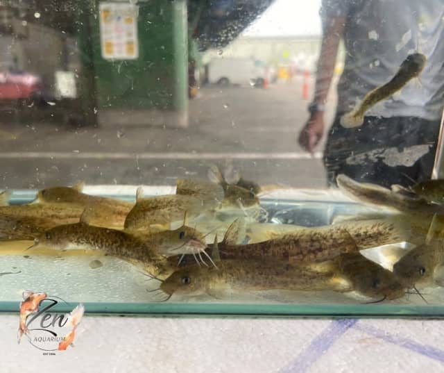 Australian Native Eel Tail Tandanus catfish for sale Fish Gumtree