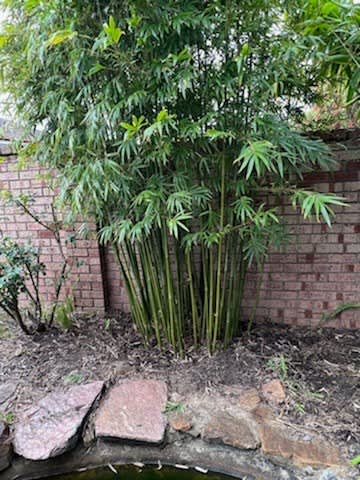 Slender Weavers Bamboo 5m Tall 