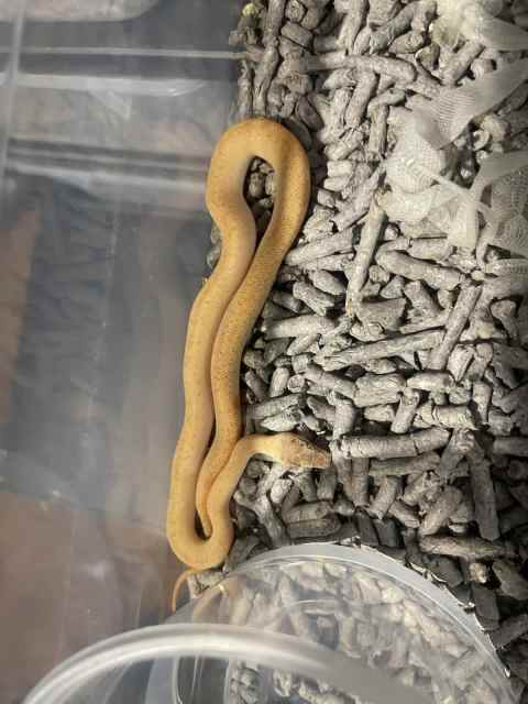 Marble Children pythons | Reptiles & Amphibians | Gumtree Australia ...