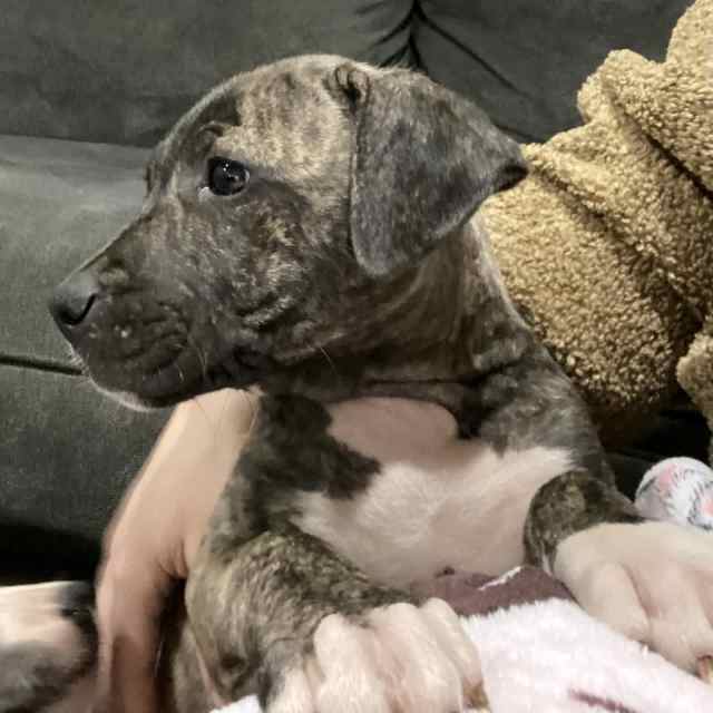 American Bulldog x American Staffy x RR Puppies | Dogs & Puppies ...