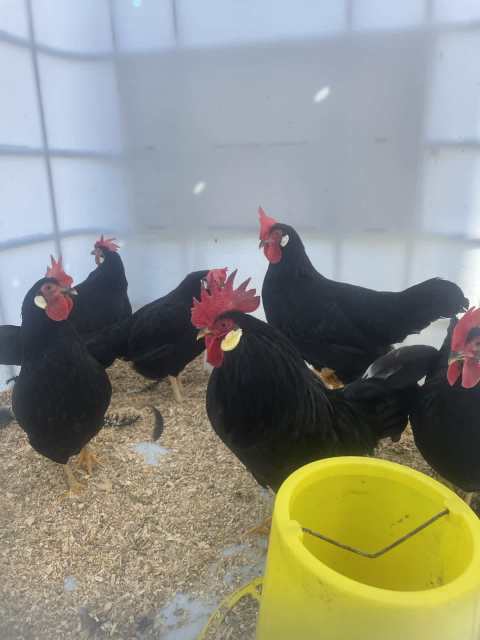 Bantam Leghorn Breeding Squad & Sumatra pair | Livestock | Gumtree ...