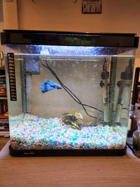 tropical fish tank set up for sale