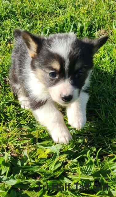 DogsNSW Full Registered Purebred Pembroke Welsh Corgi Puppies | Dogs ...