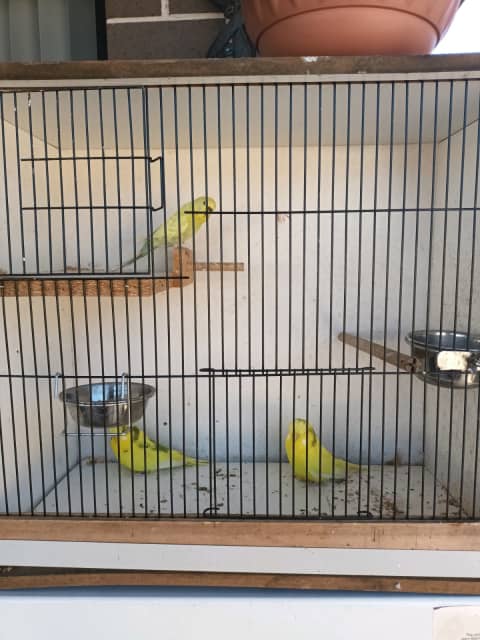 3 budgies in one cage