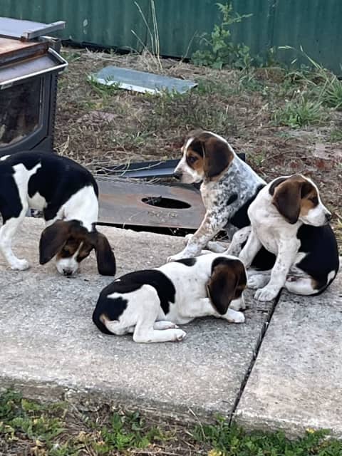 Brittany spaniel sale gumtree