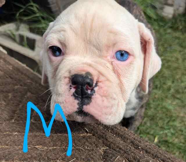 JOHNSON AMERICAN BULLDOGS PURE BREED PUPS NO PAPERS $1000 | Dogs ...