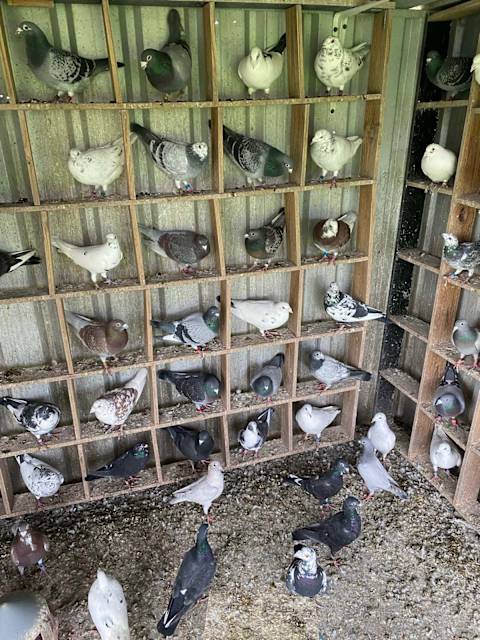 Quality Coloured Racing Pigeons !!! | Birds | Gumtree Australia ...
