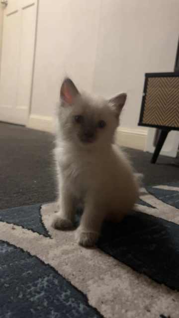 9 week old ragdoll kitten | Cats & Kittens | Gumtree Australia Mt Isa ...