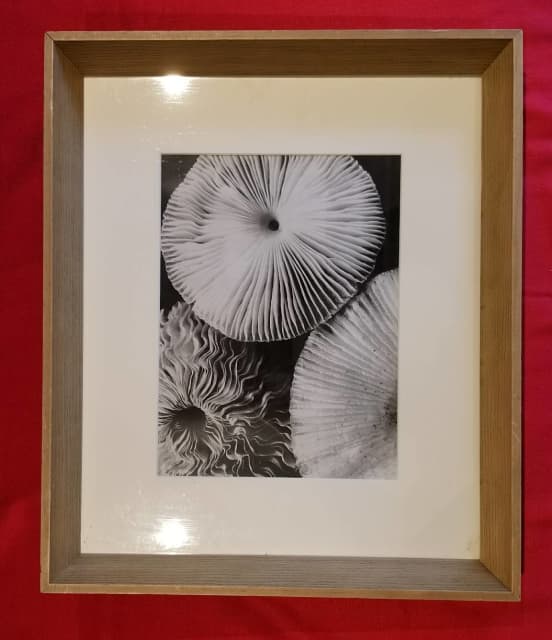 Framed B&W print by Face of Jojo from La Grolla interiors. Art