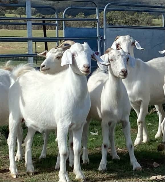 Save years of hard work with these Quality commercial Boer Goat Does