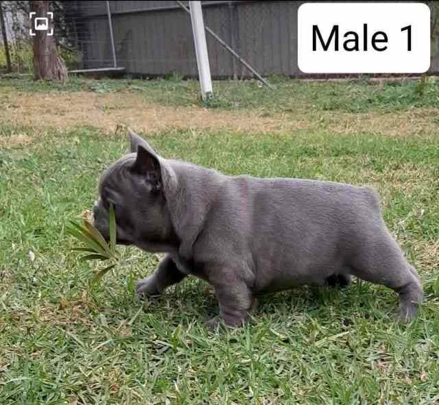 Pure French bulldog puppies for sale Dogs & Puppies Gumtree