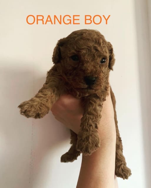 gumtree toy poodle puppies