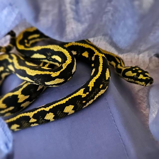 High Yellow jungle python | Reptiles & Amphibians | Gumtree Australia ...