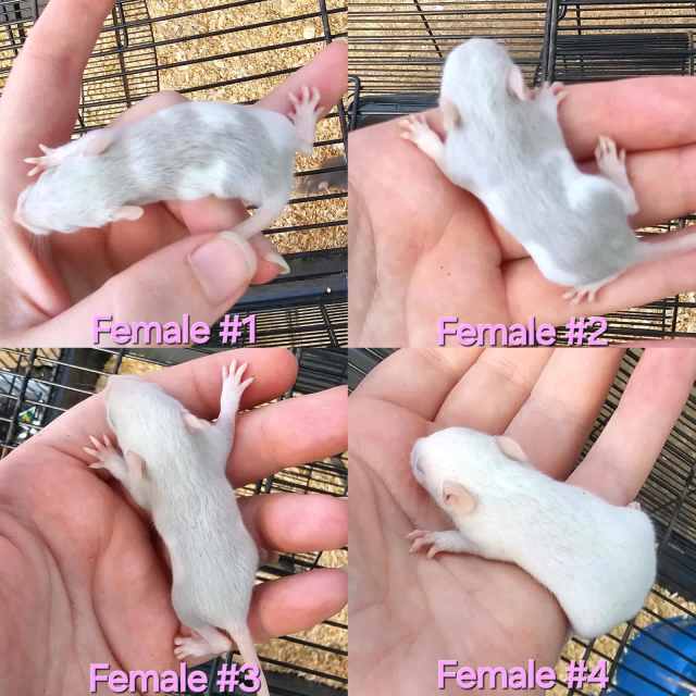 12 Handtame Rats 👀 for new 🏡 Other Pets Gumtree Australia Melton