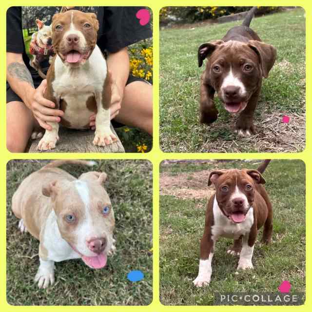 American XL/Standard bully puppies Dogs & Puppies Gumtree Australia