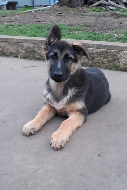 are german shepherd puppies born black