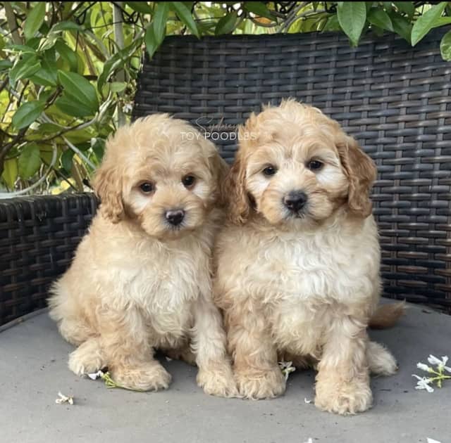 Lifeline 39 S Robinson Gifts Cavoodle Puppy To Eugowra Lady