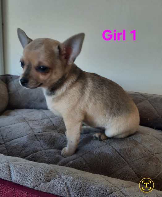 Purebred Chihuahua Puppies Dogs & Puppies Gumtree Australia Dalby