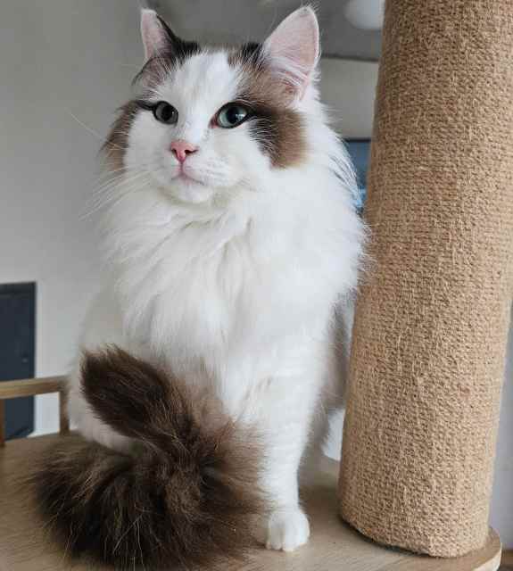 Ragdoll Kittens Registered breeder Cats & Kittens Gumtree