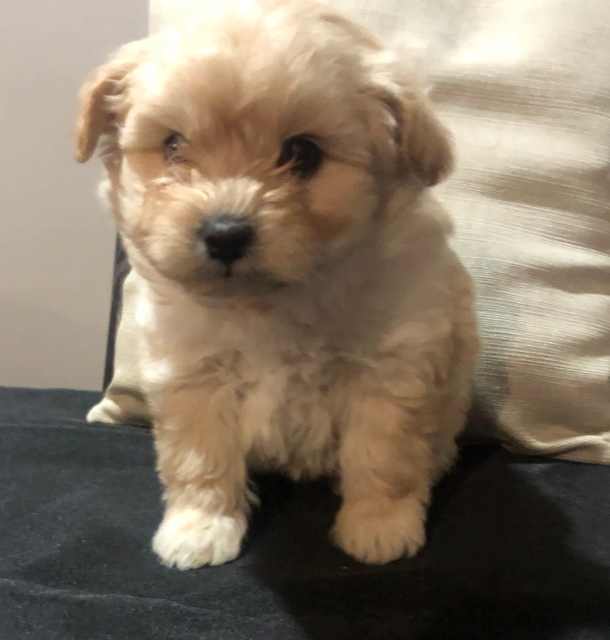 Japoodle puppies 1st Gen | Dogs & Puppies | Gumtree Australia Moreland ...