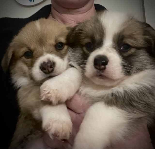 Pembroke Dogs & Puppies Gumtree Australia Parkes Area Tullamore 1325622375