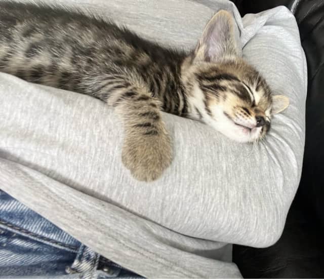 Tabby Kitten for sale Cats & Kittens Gumtree Australia Morphett