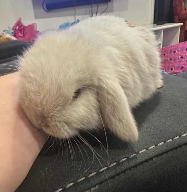 Female lilac iron grey mini lop baby rabbit affectionate and friendly