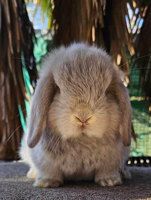 Pure-bred Mini Lops | Rabbits | Gumtree Australia Brimbank Area ...