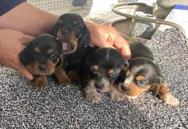 Dashalier puppies (Dachshund and Cavalier) | Dogs & Puppies | Gumtree ...