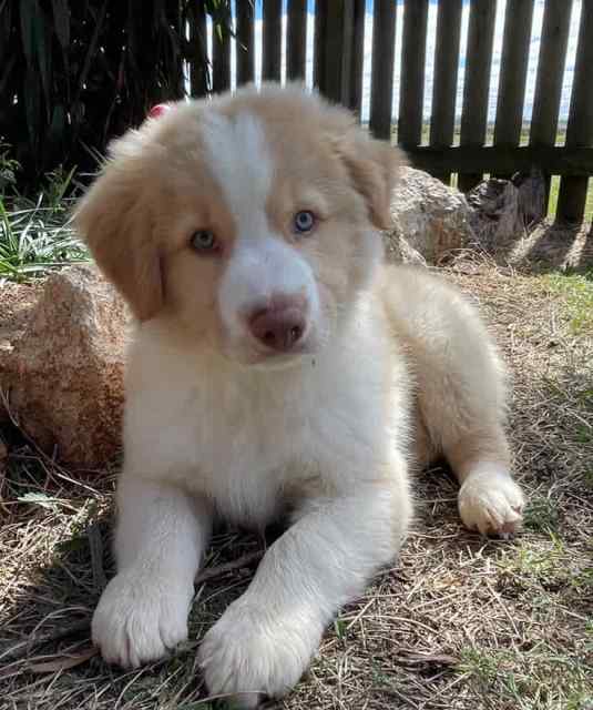 Pure Bred Long Haired Border Collies | Dogs & Puppies | Gumtree ...