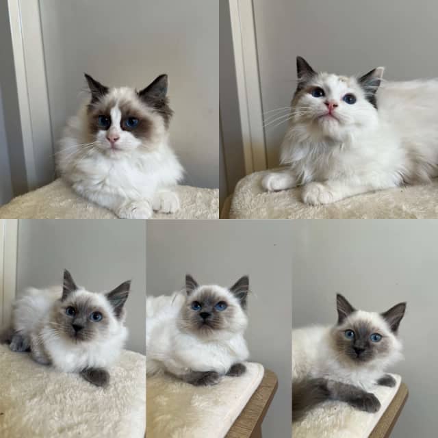 PUREBRED RAGDOLL KITTENS VET CHECKED AND DESEXED Cats & Kittens Gumtree Australia
