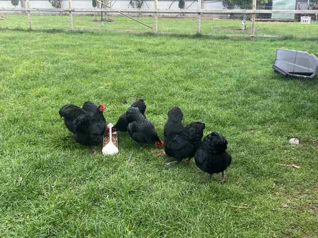 Chicken / Hens / Female Australorp bantam Pullets | Birds | Gumtree ...