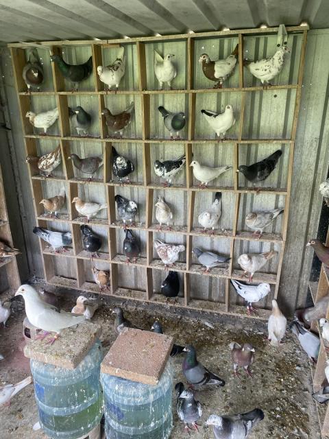 Best of the Best Coloured Racing Pigeons!!!! | Birds | Gumtree ...