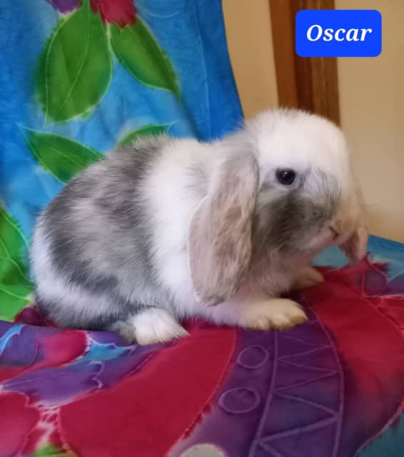 Dwarf Lop Bunnies Rabbits Gumtree Australia Tea Tree Gully Area Modbury 1317463892