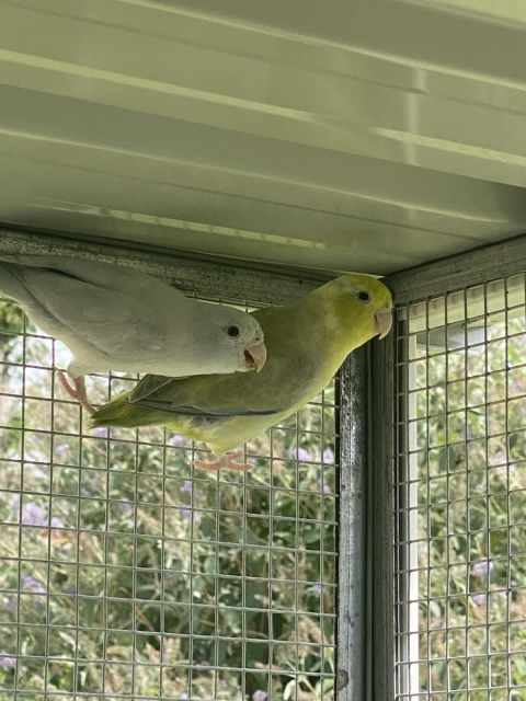 Birds for sale | Birds | Gumtree Australia Orange Area - Orange ...