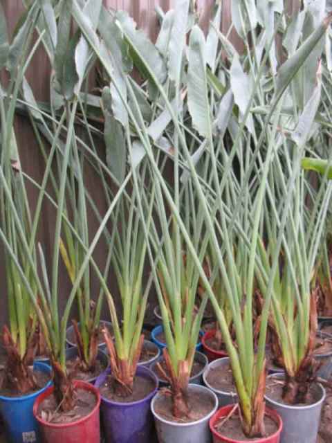 Beautiful bird of paradise plants, discounts for multi-purchases ...