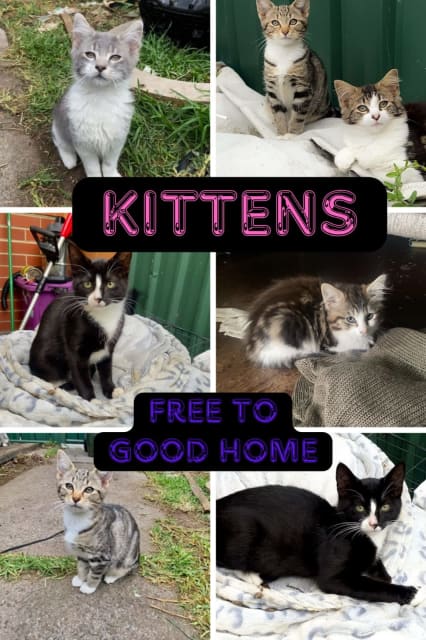 Kittens free to good home hot sale near me