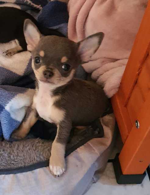 pedigree chihuahua for sale