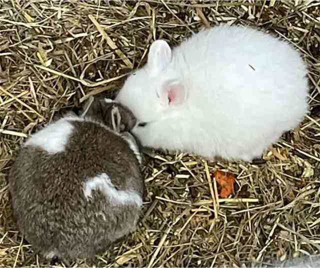 This batch all sold. Netherland dwarf baby rabbits | Rabbits | Gumtree ...